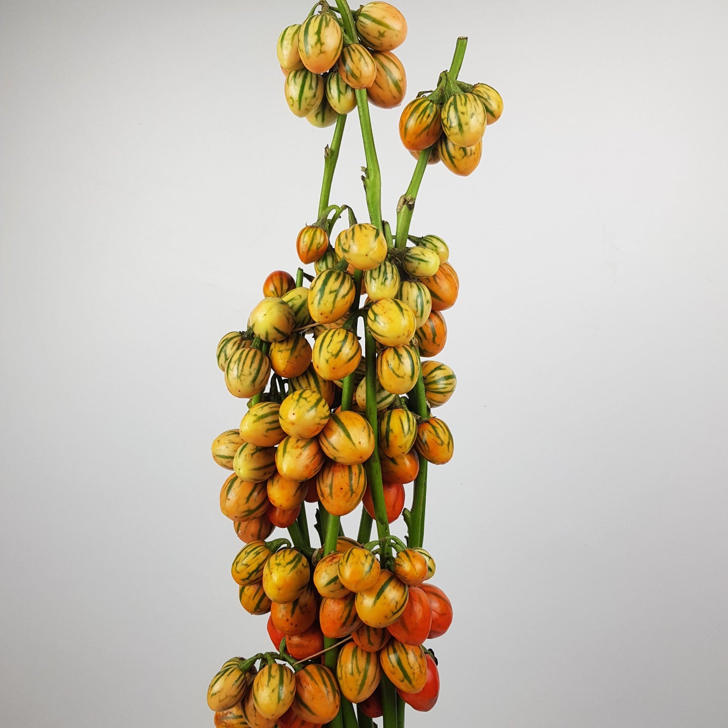 Ornamental Eggplant  - Orange