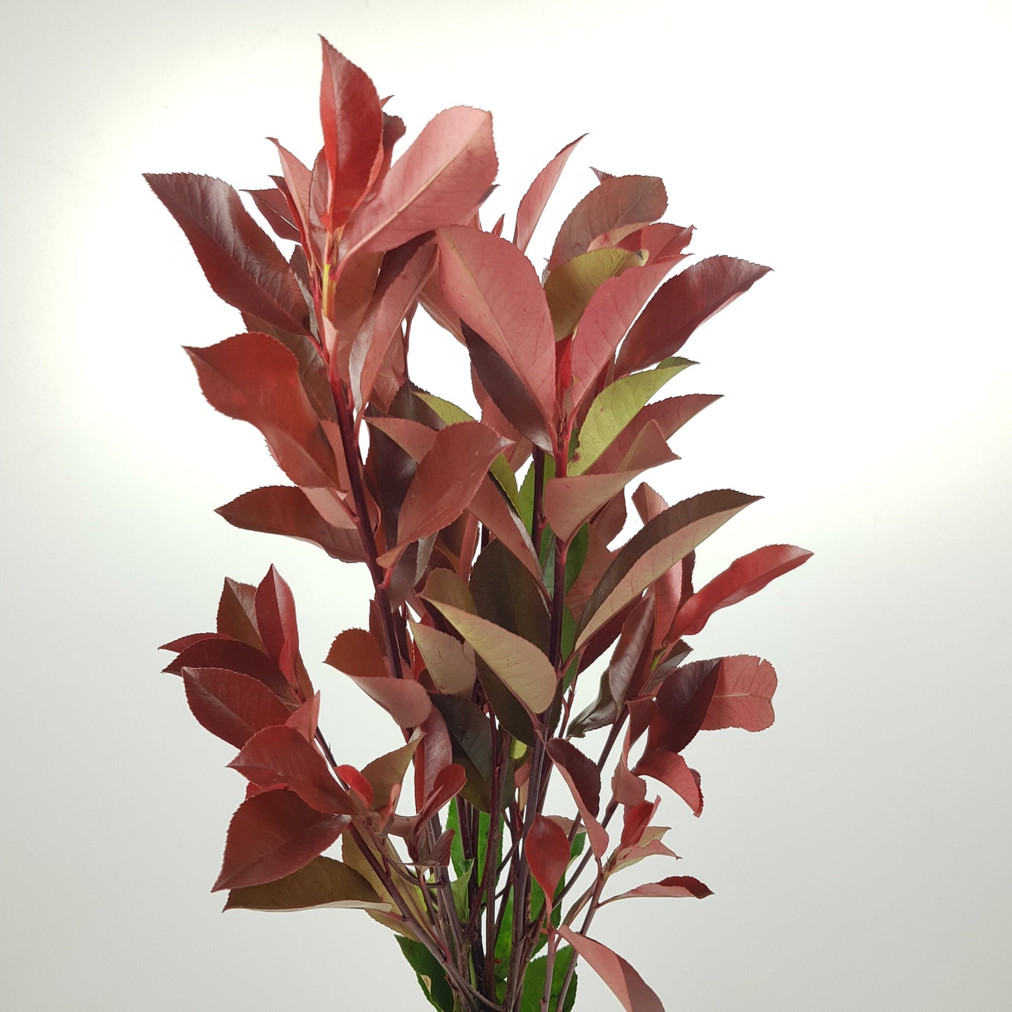 Photinia Red Leaf