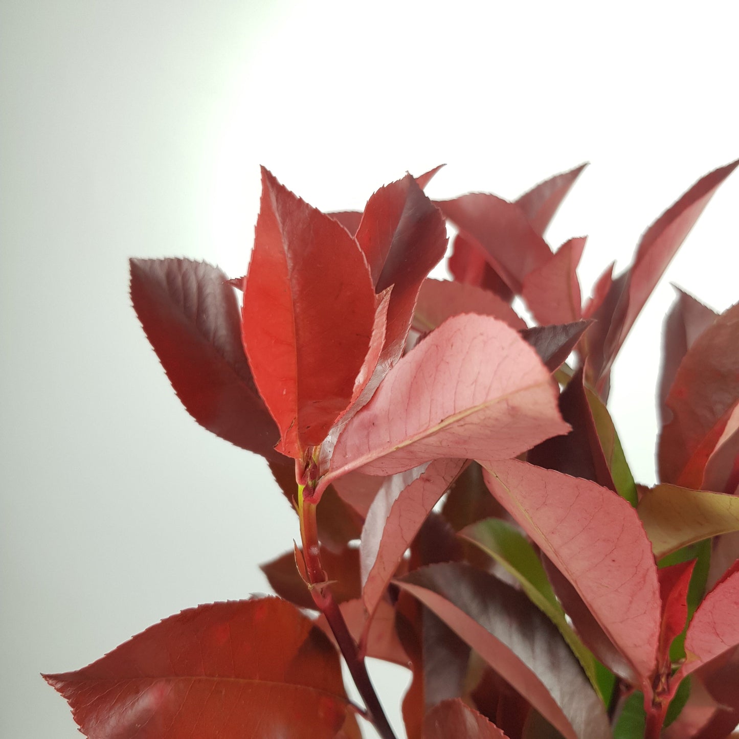 Photinia Red Leaf