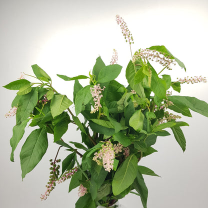 Phytolacca Acinosa