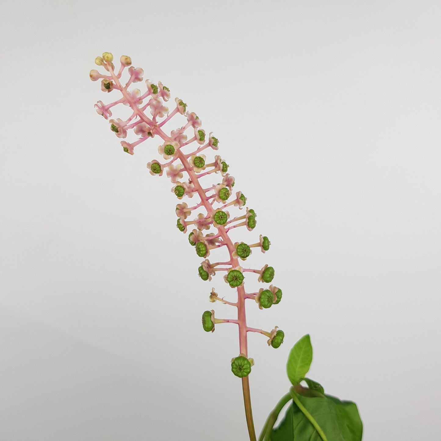 Phytolacca Acinosa