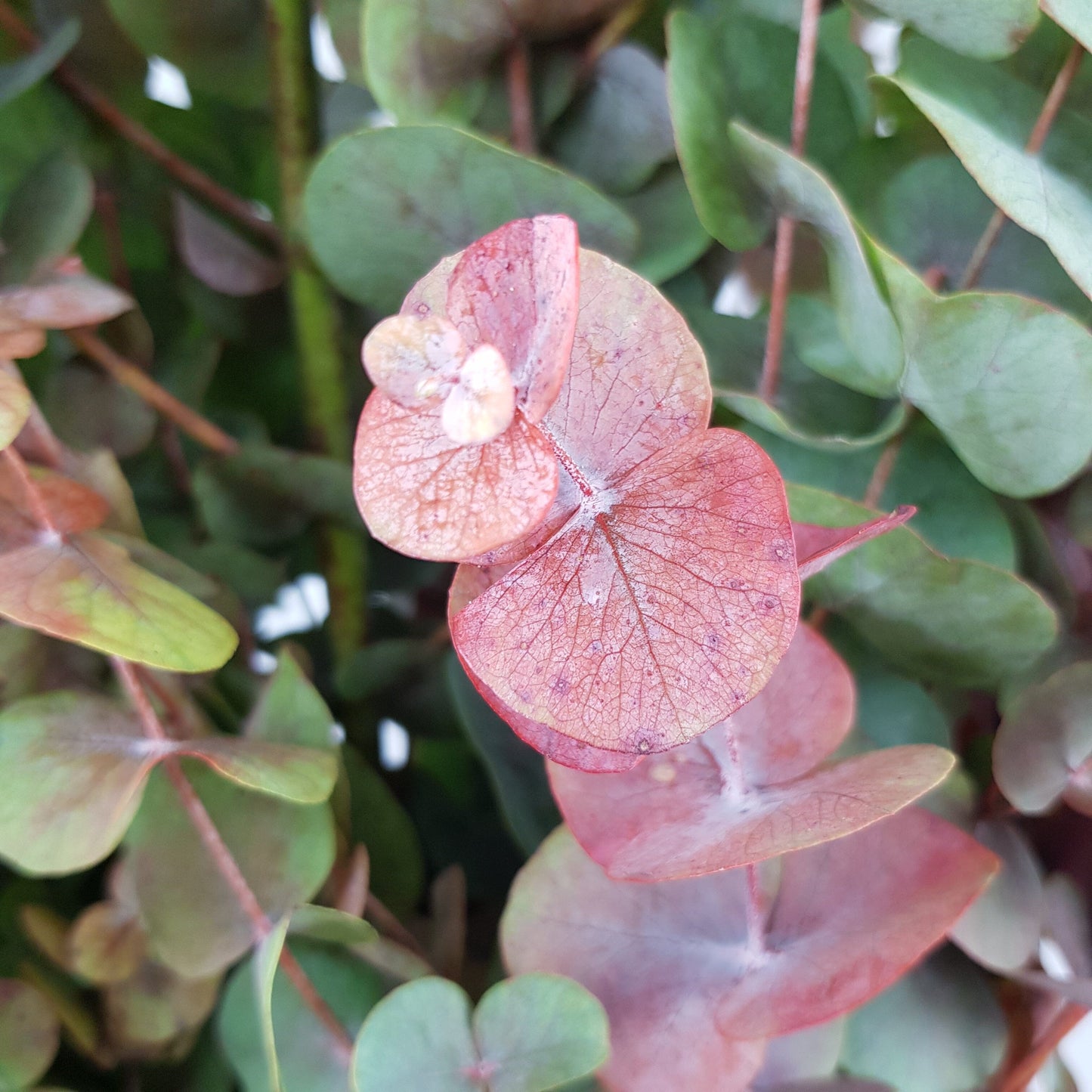 Eucalyptus Cinerea Autumn