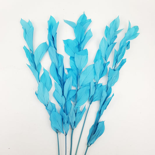 Preserved Dyed Ruscus - Blue