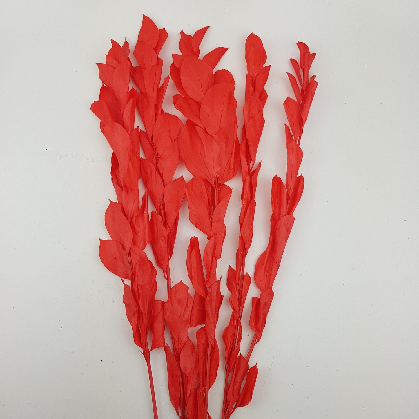 Preserved Dyed Ruscus - Red