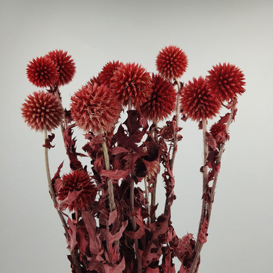 Preserved Echinops - Red