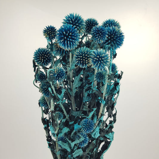 Preserved Echinops - Blue