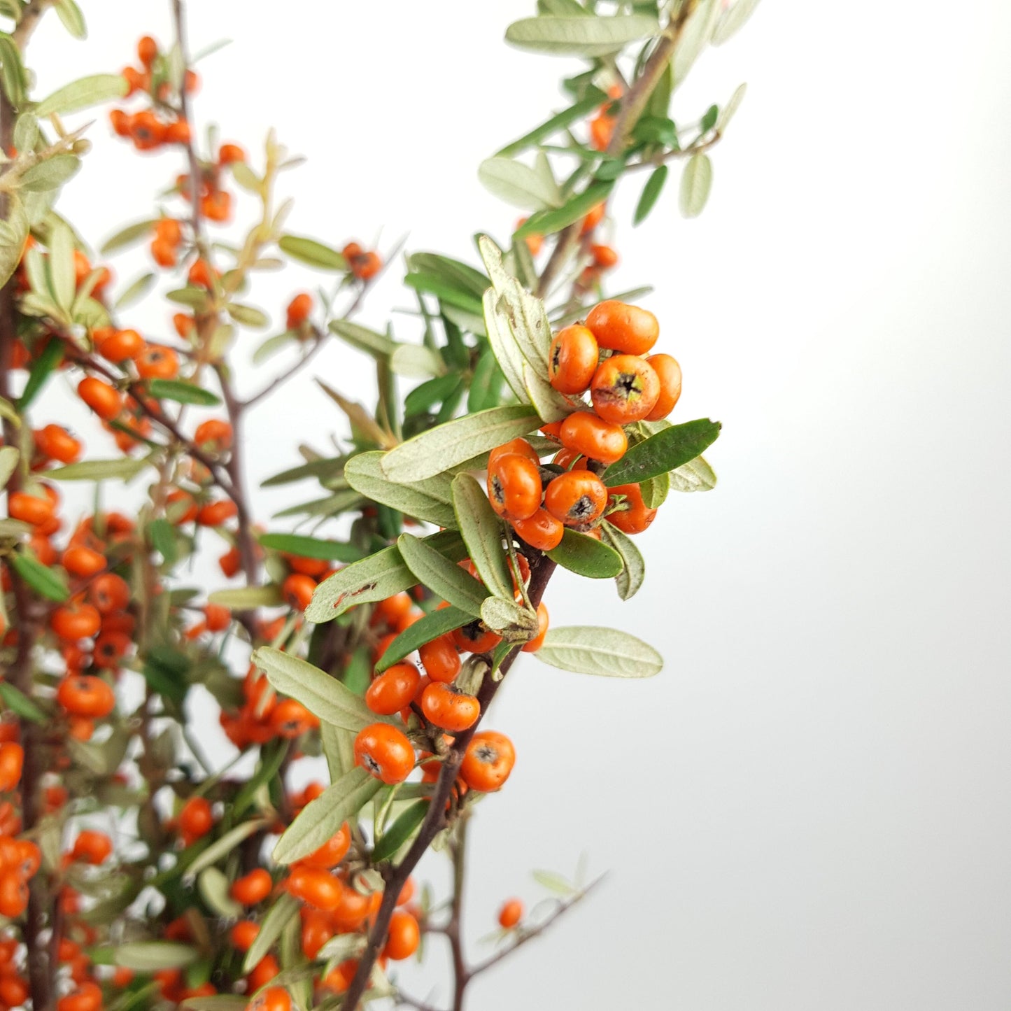 Pyracantha Orange