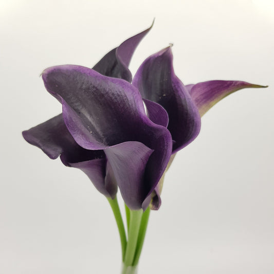 Calla Lily - Purple