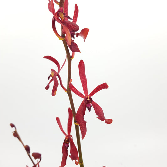 Orchid Anne Black - Maroon