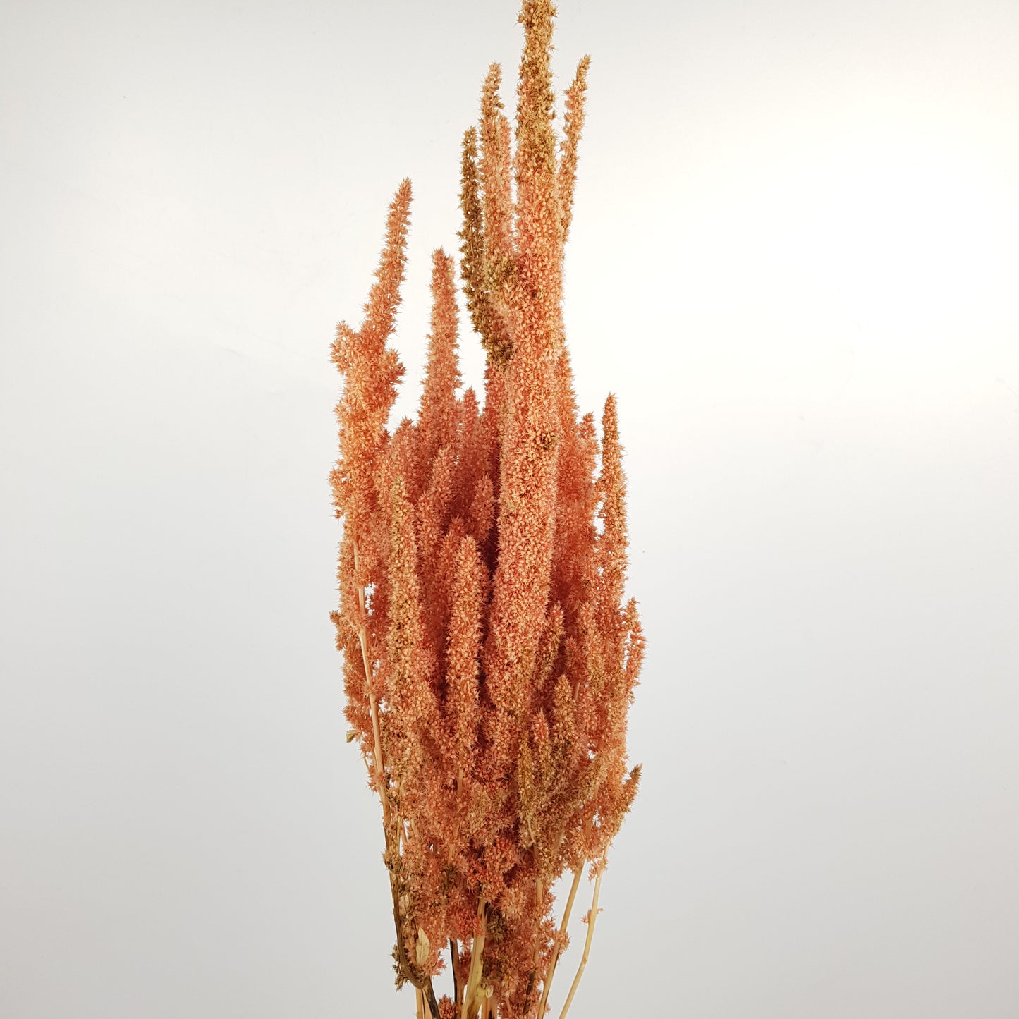 Amaranthus Hanging - Orange