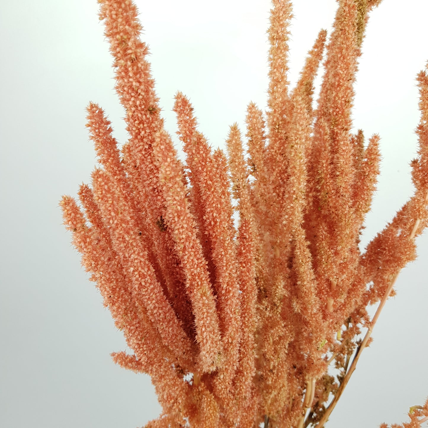 Amaranthus Hanging - Orange