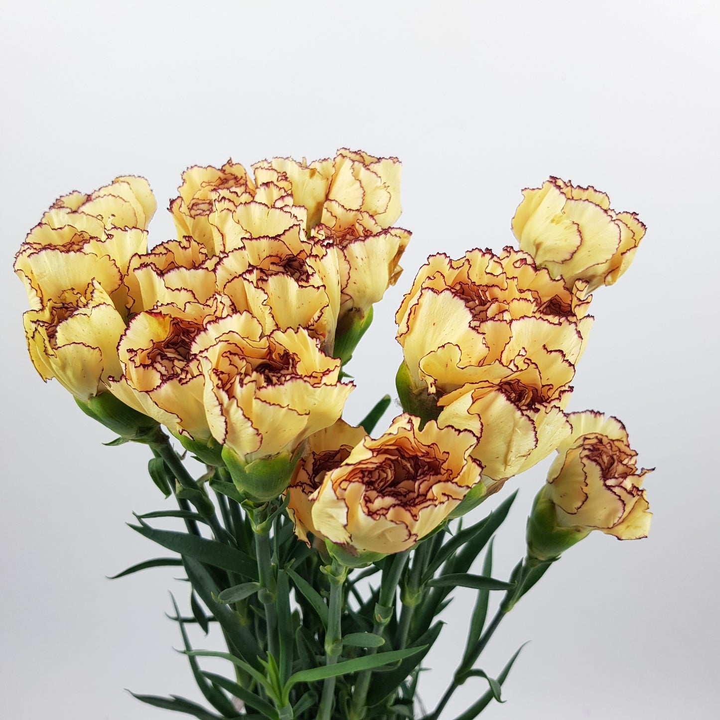 Carnation - 2 Tone Light Yellow