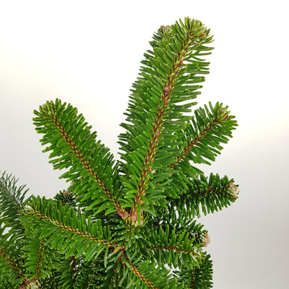 Christmas Tree Branches - Noble Fir