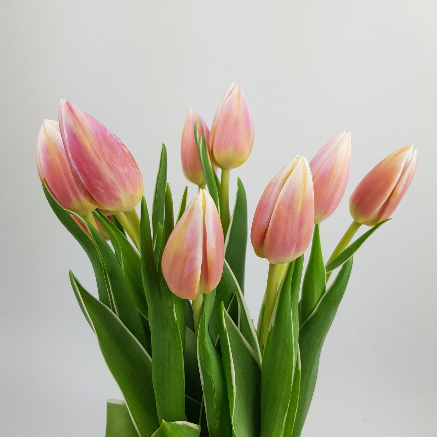 Tulip - 2 Tone Pink