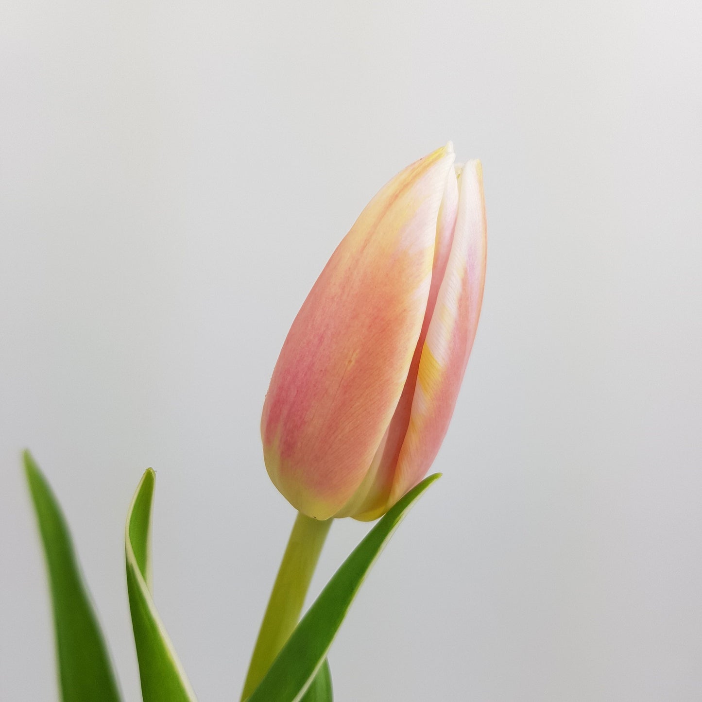 Tulip - 2 Tone Pink