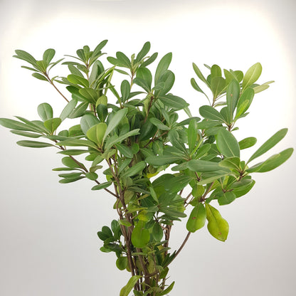 Pittosporum - Green