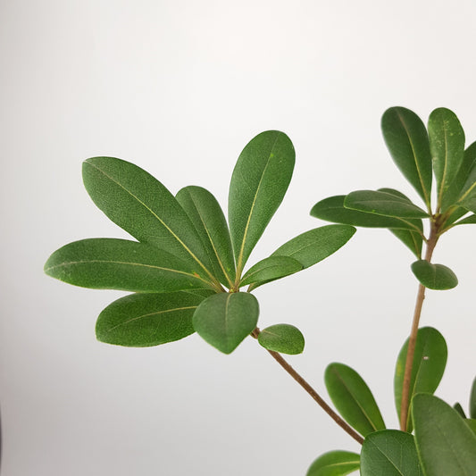 Pittosporum - Green