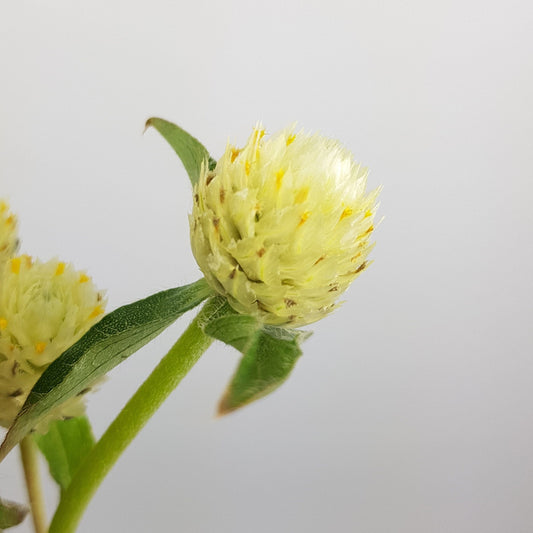 Gomphrena - Light Green