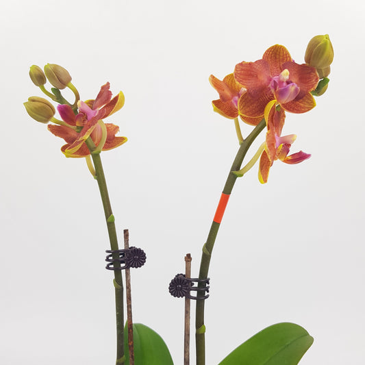 Phalaenopsis Mini Double Stem - Orange (Without Pot)