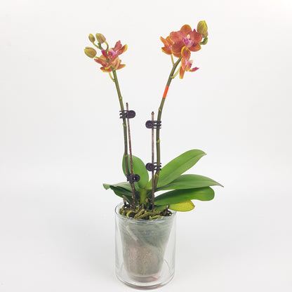 Phalaenopsis Mini Double Stem - Orange (Without Pot)