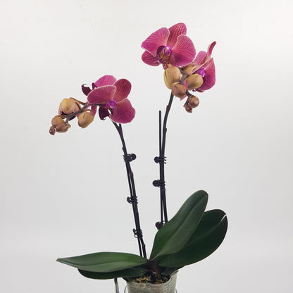 Phalaenopsis Mini Double Stem - Apricot Pink With Lines (Without Pot)