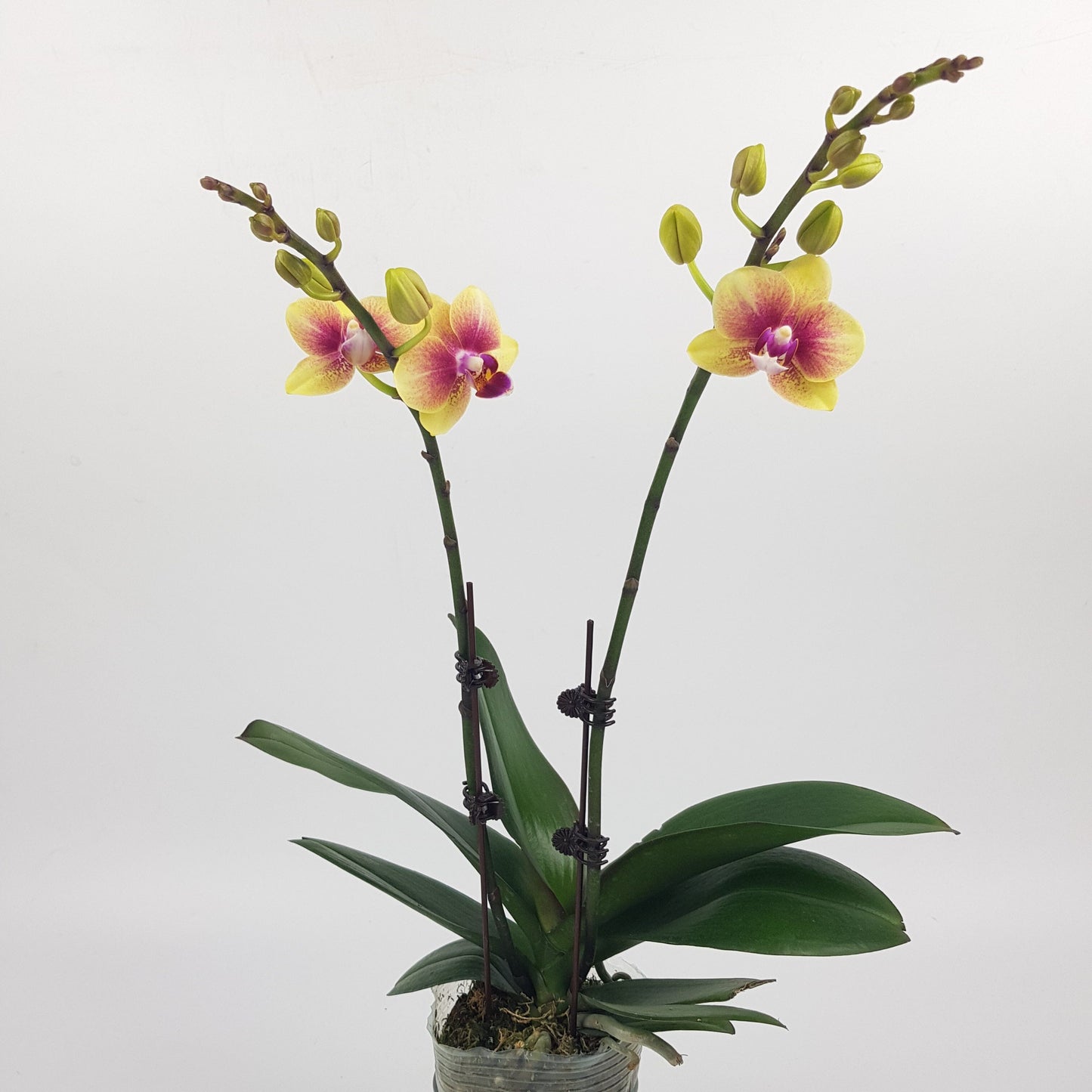 Phalaenopsis Mini Double Stem - 2 Tone Purple Yellow (Without Pot)