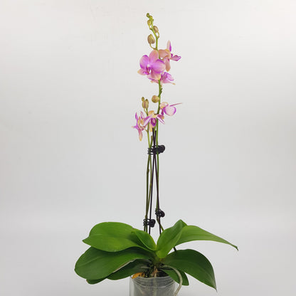 Phalaenopsis Mini Double Stem - Light Purple (Without Pot)