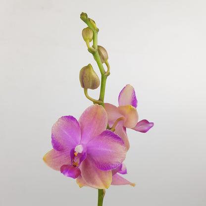 Phalaenopsis Mini Double Stem - Light Purple (Without Pot)