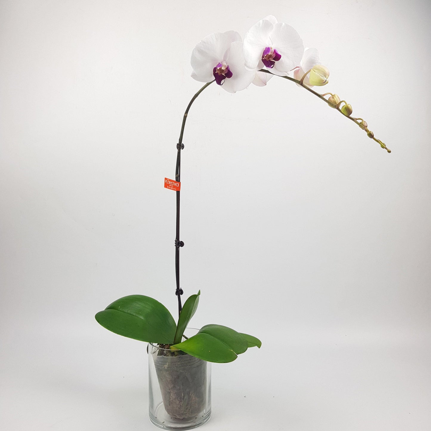 Phalaenopsis - White Red Heard (Without Pot)