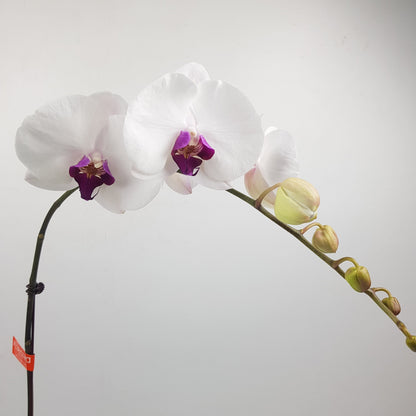 Phalaenopsis - White Red Heard (Without Pot)