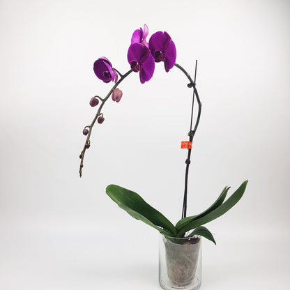 Phalaenopsis - Purple (Without Pot)