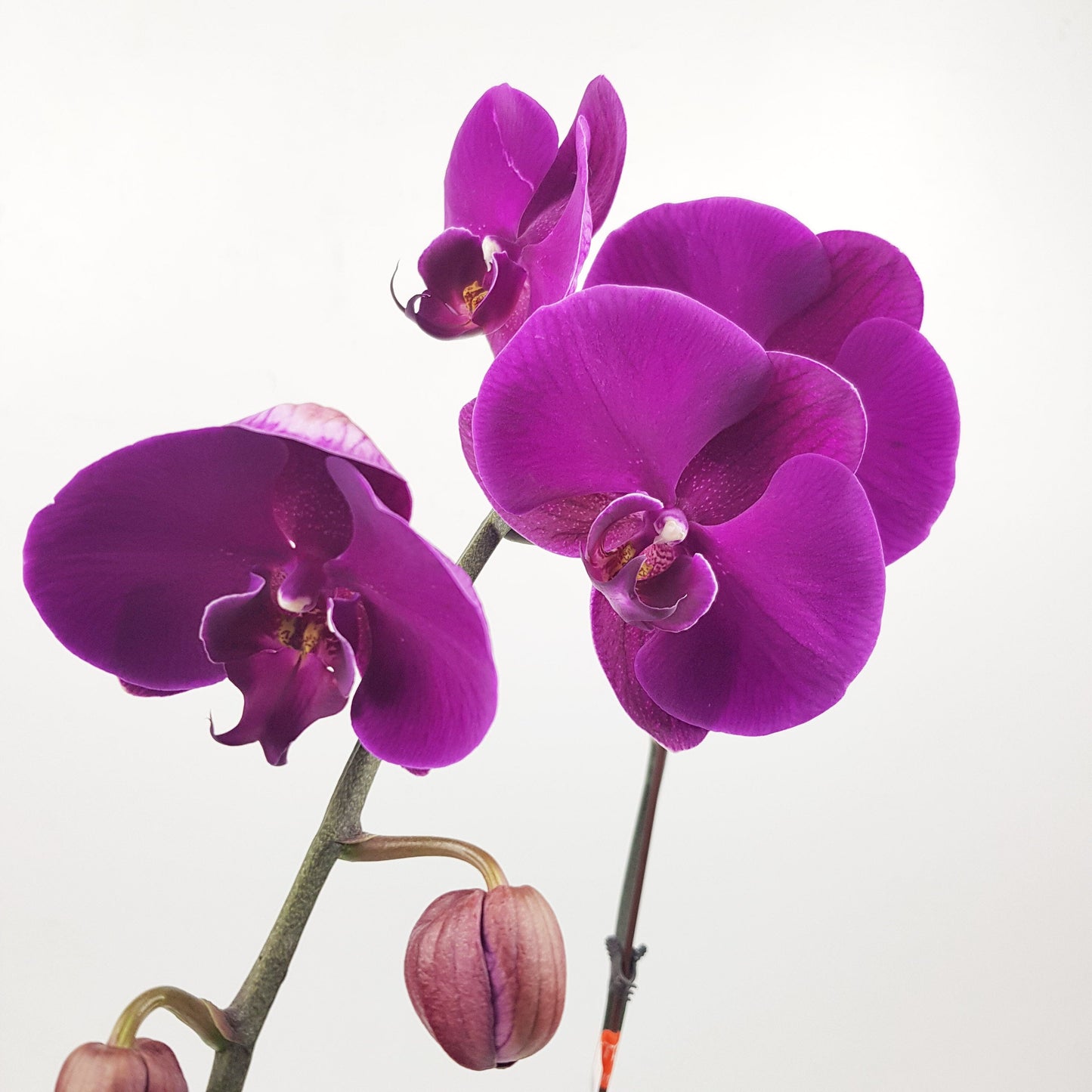 Phalaenopsis - Purple (Without Pot)