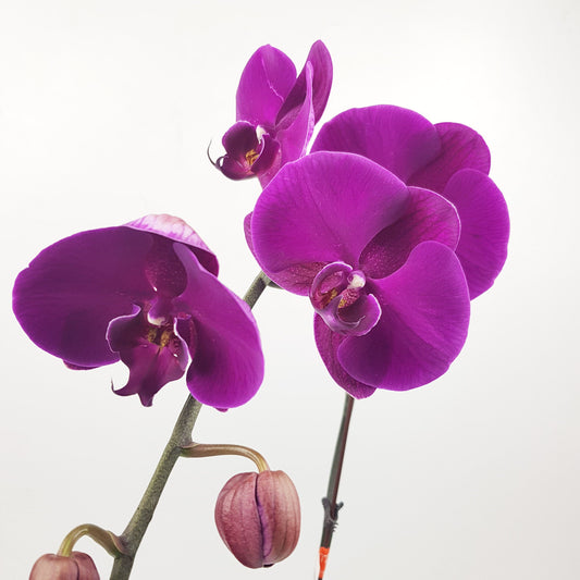 Phalaenopsis - Purple (Without Pot)