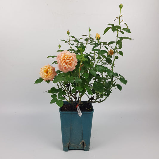 Rose Plant - Peach