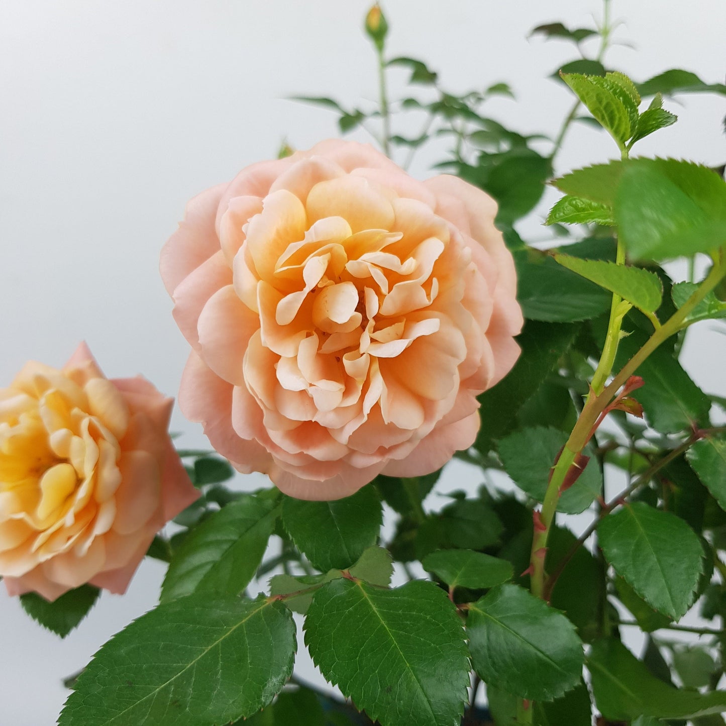 Rose Plant - Peach