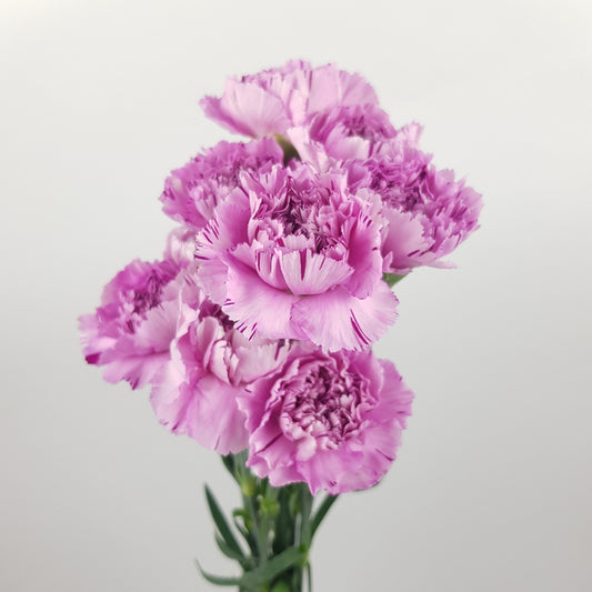 Carnation Yukari Scuro - 2 Tone White Purple