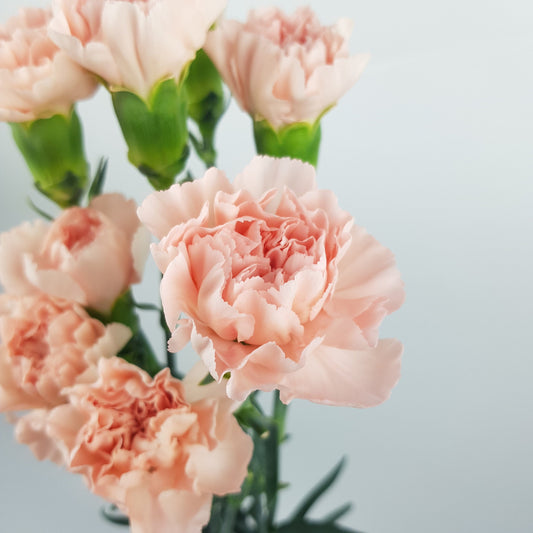 Carnation Novia - Light Peach