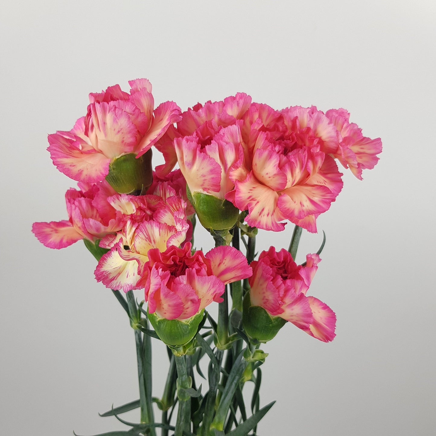 Carnation Lege Marrone - Peach Pink