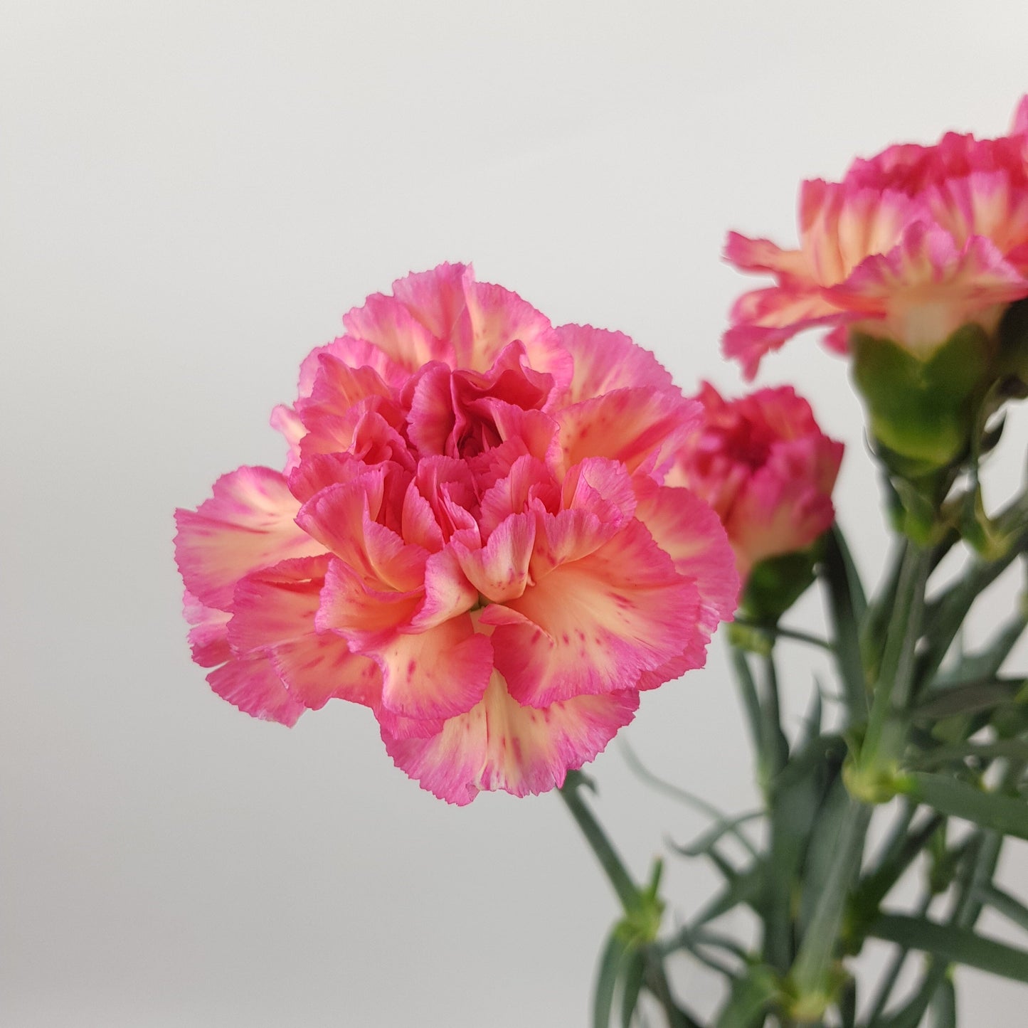 Carnation Lege Marrone - Peach Pink