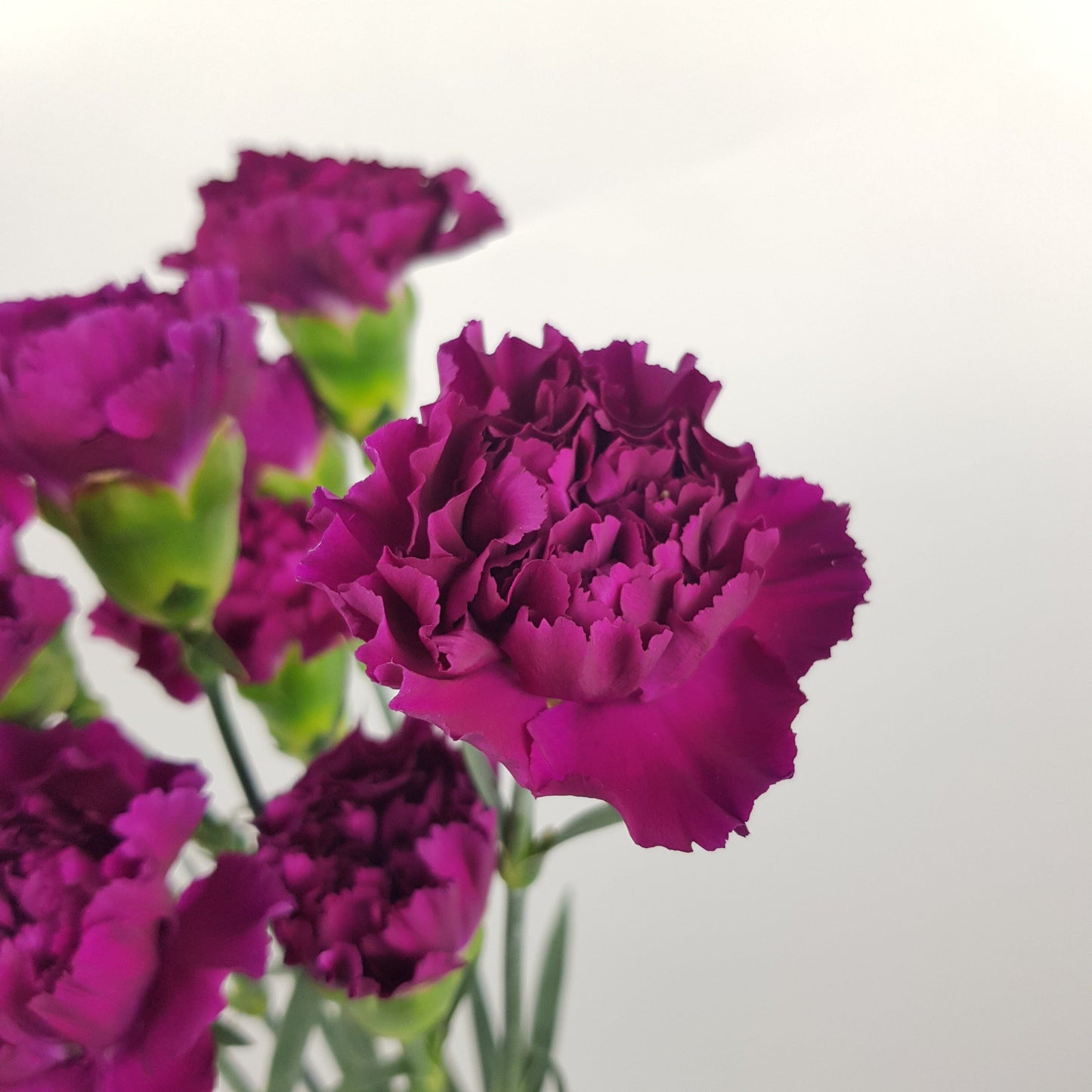 Carnation Golem - Dark Pink