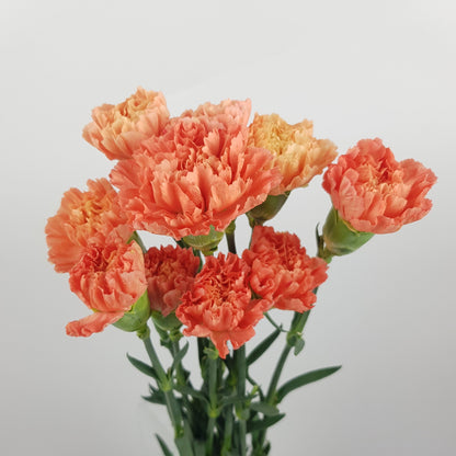 Carnation Caroline - Orange Pink