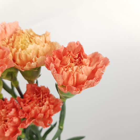 Carnation Caroline - Orange Pink