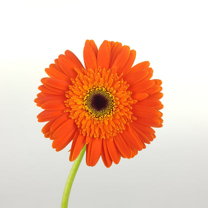 Gerbera - Orange