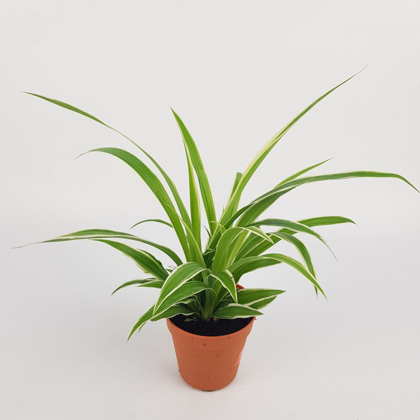 Chlorophytum (P85)