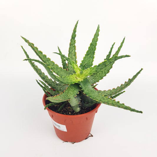 Aloe Vera (P150)