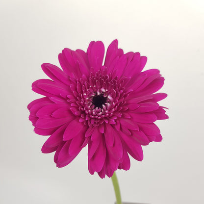 Gerbera - Purple