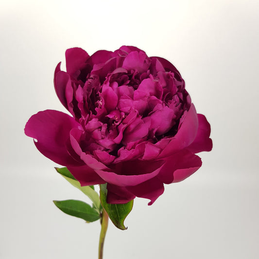 Peony Paul M Wild - Dark Pink (2 Stems)