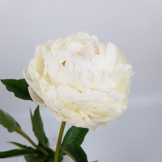 Peony Bowl Of Cream - White (2 Stems)