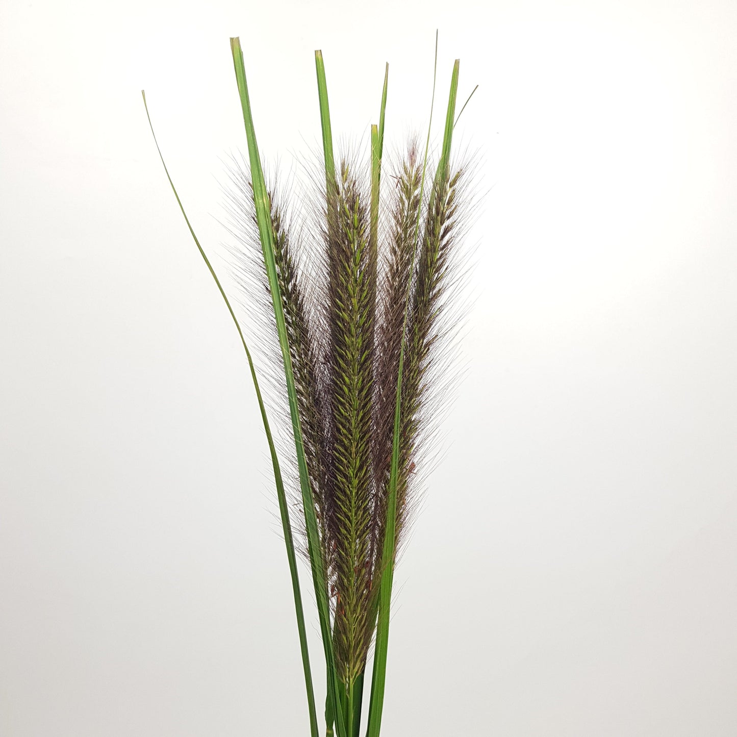 Pennisetum