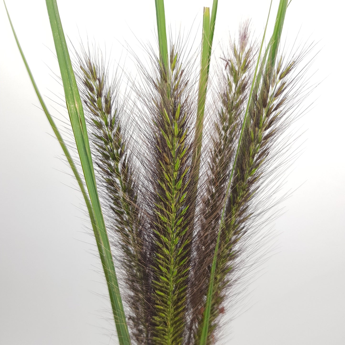 Pennisetum